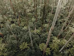 森林高清摄影素材
