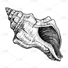 贝壳,草图,螺线,野生动物,船,动物,装饰物,海螺,夏天,复古