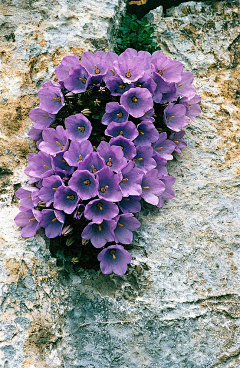 冷冰璃采集到；江山如花’