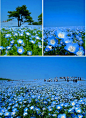 日本Hitachi海滨公园的Nemophila粉蝶花。