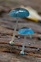 Blue Mycena Mushroom ​​​​蓝色小精灵 ​​​​