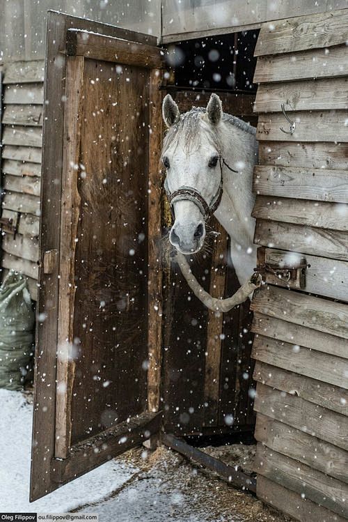 equine-vibes: