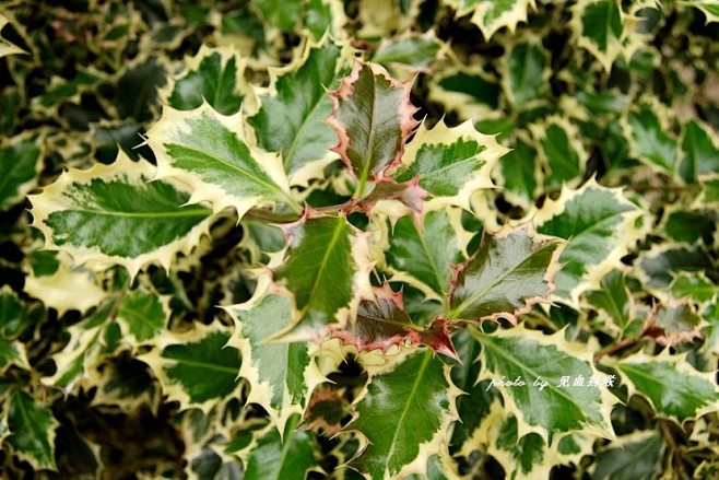 银后 ’枸骨叶冬青 Ilex aquifolium 'Silver Queen' 冬青科冬青属，常绿灌木。 其为枸骨叶冬青（Ilex ...