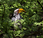 Photograph Southern Yellow-billed Hornbil by Jason Lightfoot on 500px