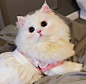 猫猫头像