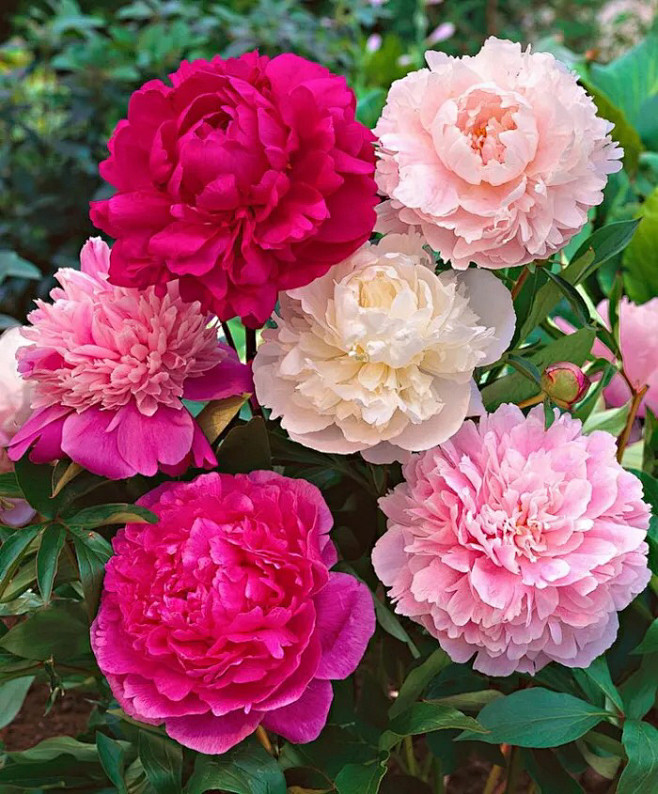 中国国花牡丹花