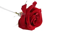 爱情，玫瑰花，情侣，女生节背景，鲜花，七夕节背景，爱情，love，妇女节背景，花朵，情人节背景，红色玫瑰花，818A4966 – 饿狐背景网站-微距高清设计素材免费图片下载海报壁纸摄影背景素材，背景图，背景墙，背景板，背景图片，背景纹理，背景板设计，背景材质，背景大图