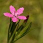 Dianthus armeria 拟花石竹