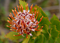 Photograph LEUCOSPERMUM erubescens. THE REAL DEAL!  by Magda indigo on 500px
