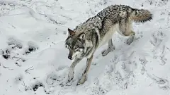 户外犬科狼凶猛动物野生森林灰狼
