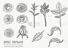 玫瑰花矢量手绘。