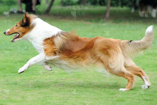 狗,粗毛柯利狗,纯种犬,水平画幅,牧羊犬,户外,小狗,跑,行动,活动素材-花瓣网