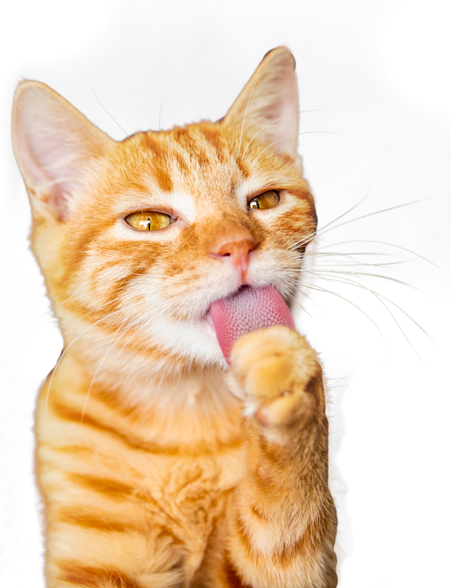 猫