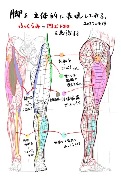 人体肌肉