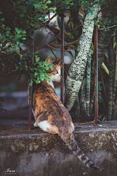 夜梦城采集到猫咪的场景