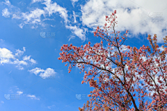 再见榴莲君采集到植物素材