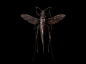 Engraved Entomology : A series of personal explorations combining genetic mixology infused with a hint of pattern design.Resulting in a collection of digital wallpapers and print artwork.Enjoy and thank you for viewing. 