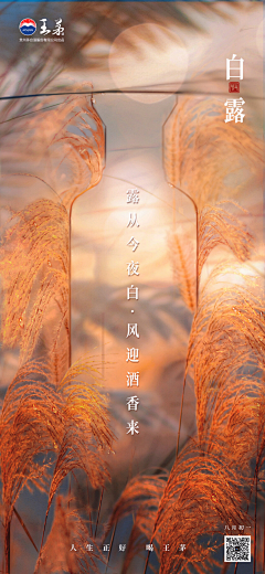 堇·采集到酒-气