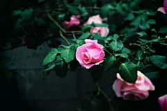 玫瑰花高清摄影素材