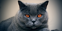 tara近卫官采集到猫狗种类