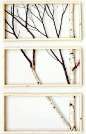 Framed birch art白桦艺术框架 生活圈 展示 设计时代-Powered by thinkdo3