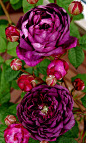 紫色的玫瑰， 漂亮