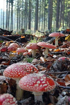 芋圆子钰圆采集到场景-地被植物