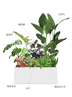 花草植物-花瓣网|陪你做生活的设计师 | 花箱