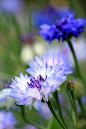 Cornflower: 