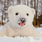 This Baby Polar Bear Saw Snow For The First Time