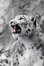 雪豹 猫科