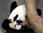 熊猫坏坏
