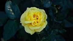 玫瑰花高清摄影素材