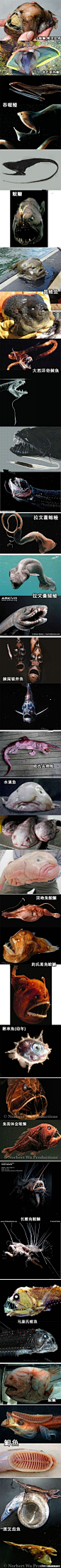 地球上最丑的各种鱼大部分是深海鱼，恐怖～