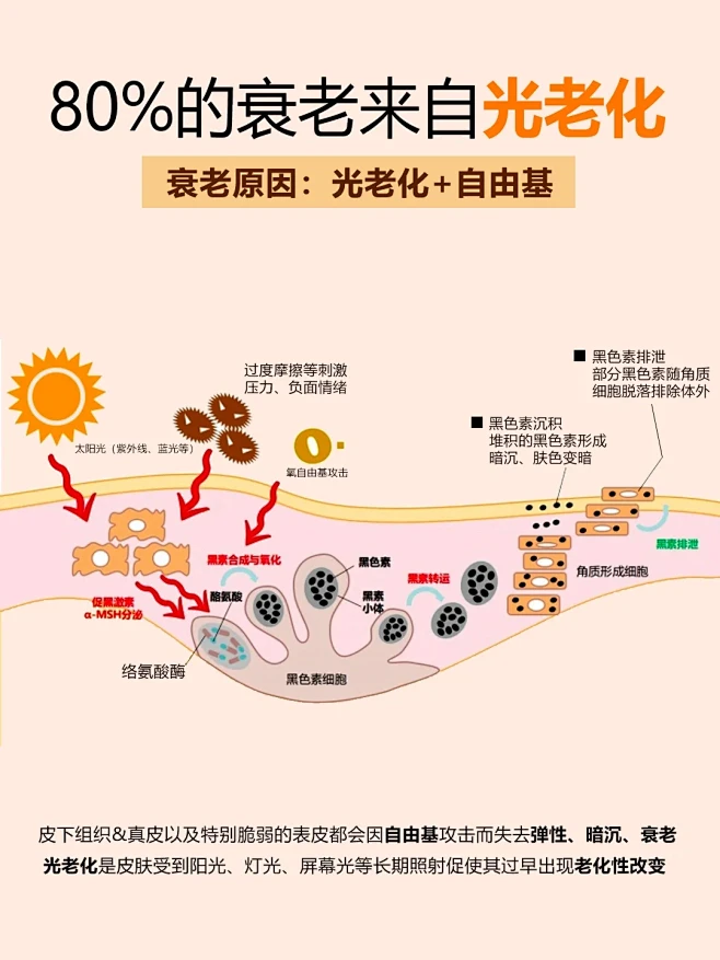 衰老的真相｜光老化和自由基到底是什么⁉️ - 小红书-花瓣网