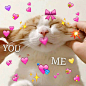 我爱你猫猫