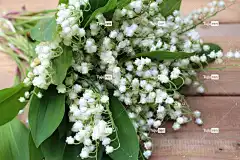 花朵 山谷的百合花 花卉背景 山谷的白百合 花壁纸 性质 美容