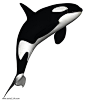 虎鲸PNG图片png免抠元素动物元素背景装饰免扣图片