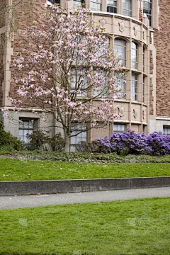 华盛顿洲大学,春天,校园,樱桃树,西雅图,玉兰类,华盛顿州,步行道路,草,自然美