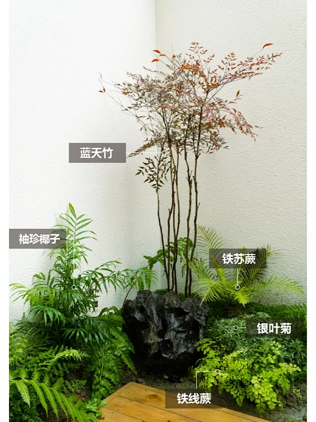 植物分享 | 日式庭院植物搭配的推荐~-花瓣网