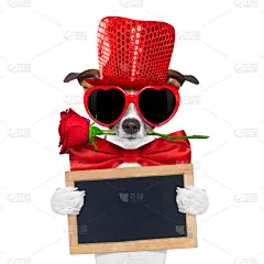 狗,情人节卡,一见钟情,杰克拉瑟短腿犬,留白,动物嘴,在之后,生日,眼镜,领带