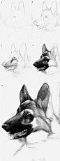 Canine Drawing Tutorial - GS by ~roseofaurora on deviantART
