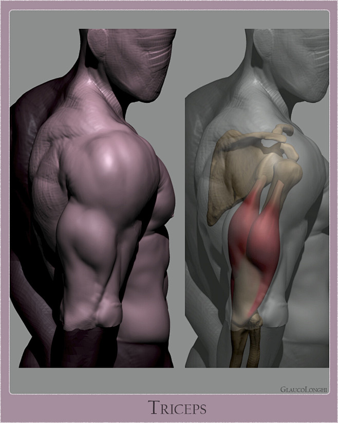 Anatomy Studies Part...