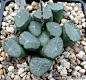 多肉系列之十二卷属——毛汉十二卷（Haworthia maughanii），百合科瓦苇属多肉植物，也称万象，象脚草。