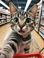 小猫咪第一次逛商店，自拍都停不下来了！
