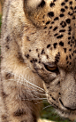 Snow Leopard Face by Shadow