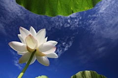 天使之音采集到花色