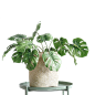 植物png