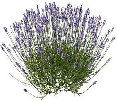 (98) Pinterest