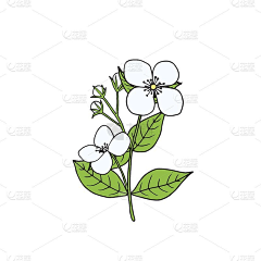 海马10086采集到花叶